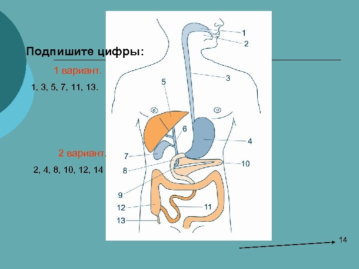 Подпишите цифры: 1 вариант. 1, 3, 5, 7, 11, 13. 2 вариант. 2, 4,