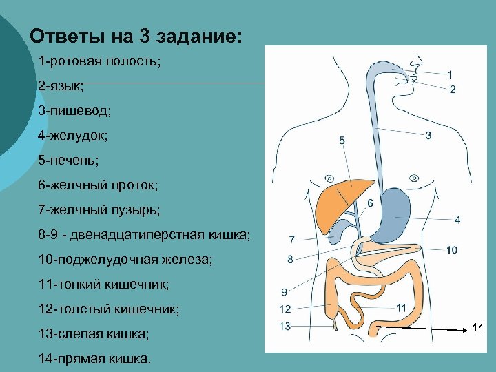 Ответы на 3 задание: 1 -ротовая полость; 2 -язык; 3 -пищевод; 4 -желудок; 5