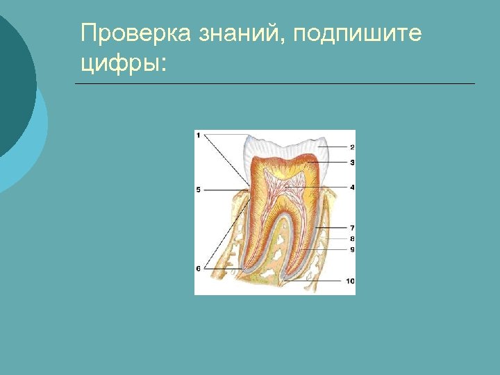 Проверка знаний, подпишите цифры: 