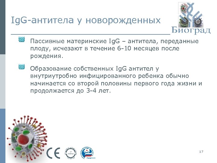 Ig. G-антитела у новорожденных Пассивные материнские Ig. G – антитела, переданные плоду, исчезают в