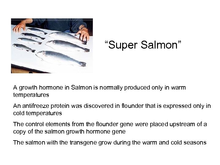 “Super Salmon” A growth hormone in Salmon is normally produced only in warm temperatures