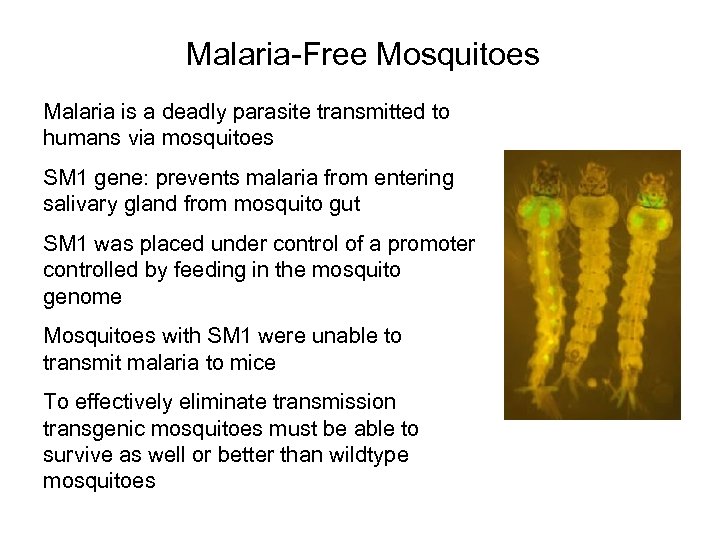 Malaria-Free Mosquitoes Malaria is a deadly parasite transmitted to humans via mosquitoes SM 1