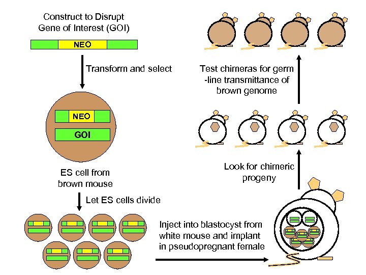 Construct to Disrupt Gene of Interest (GOI) NEO Transform and select Test chimeras for