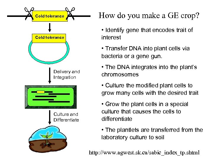  Cold tolerance How do you make a GE crop? • Identify gene that