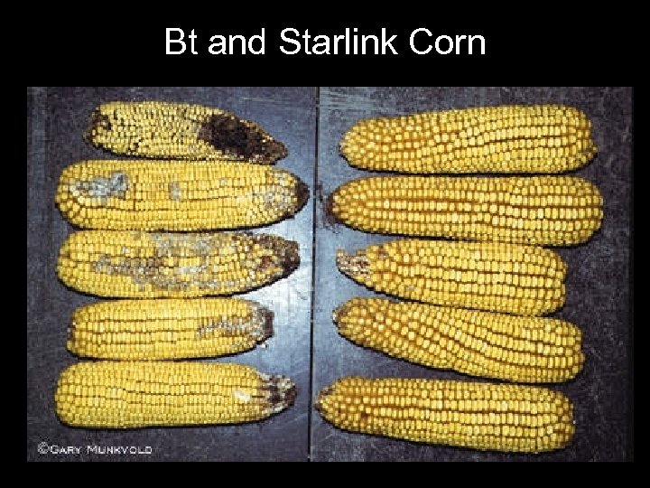 Bt and Starlink Corn 