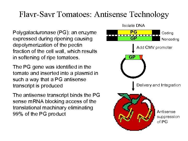 Flavr-Savr Tomatoes: Antisense Technology Isolate DNA Polygalacturonase (PG): an enzyme expressed during ripening causing