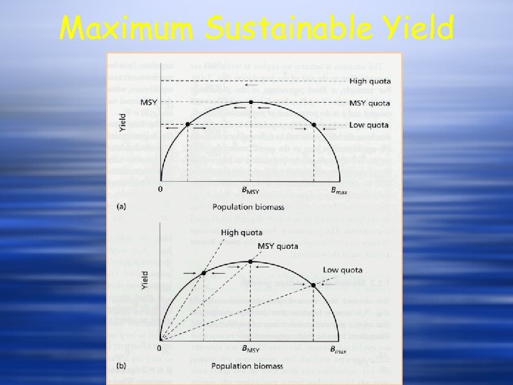 Maximum Sustainable Yield 