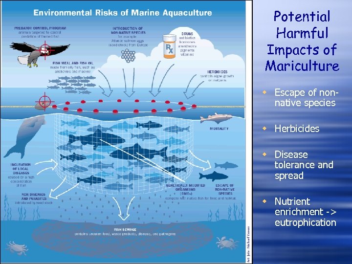 Potential Harmful Impacts of Mariculture w Escape of nonnative species w Herbicides w Disease