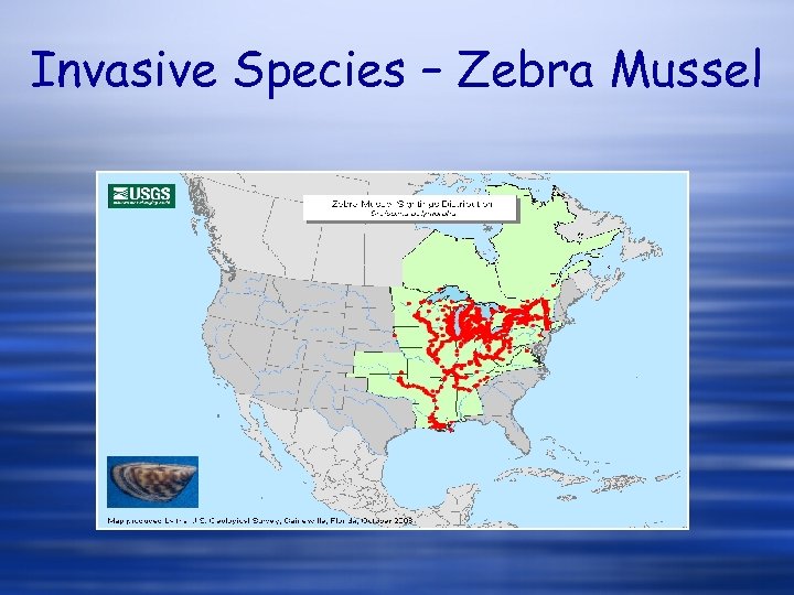 Invasive Species – Zebra Mussel 