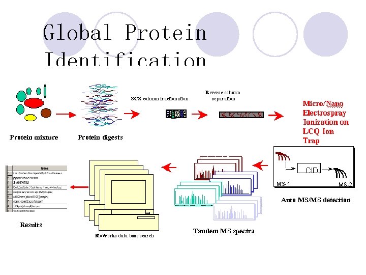 Global Protein Identification SCX column fractionation Protein mixture Reverse column separation Protein digests Auto