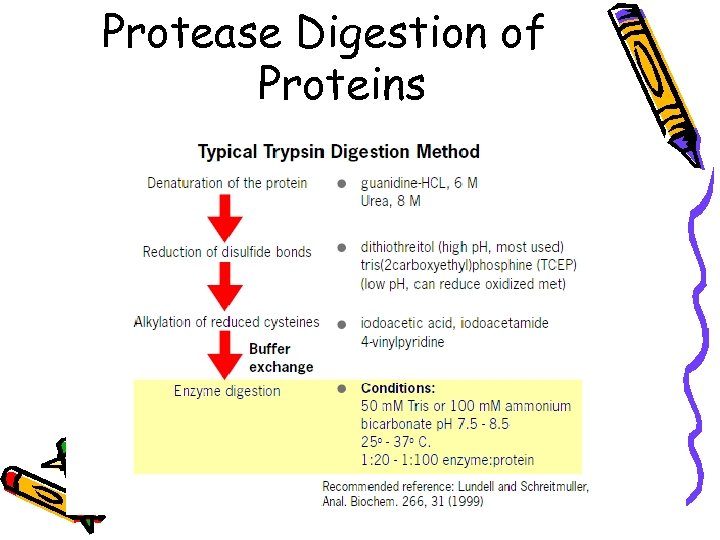 Protease Digestion of Proteins 