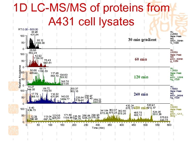 1 D LC-MS/MS of proteins from A 431 cell lysates RT: 0. 00 -