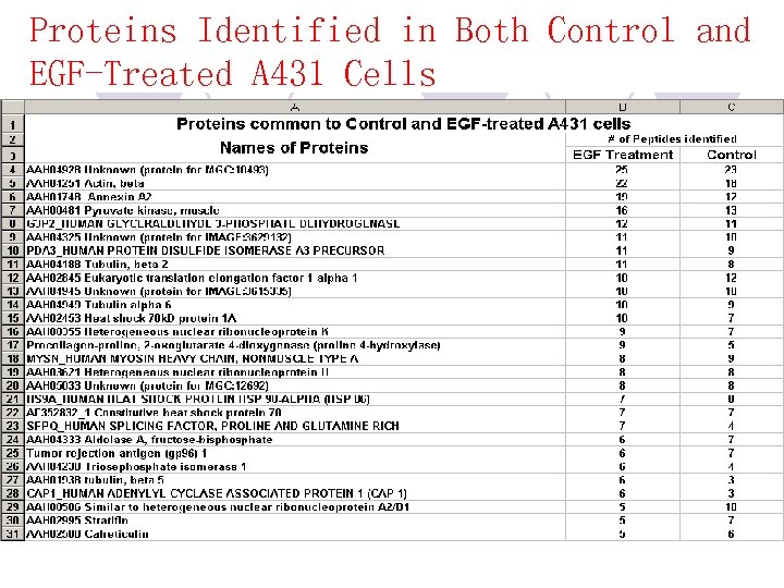 Proteins Identified in Both Control and EGF-Treated A 431 Cells 