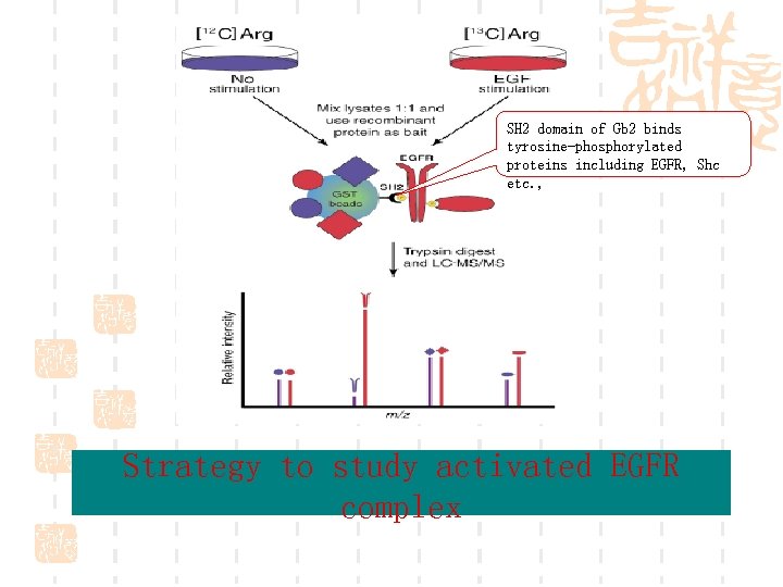 SH 2 domain of Gb 2 binds tyrosine-phosphorylated proteins including EGFR, Shc etc. ,
