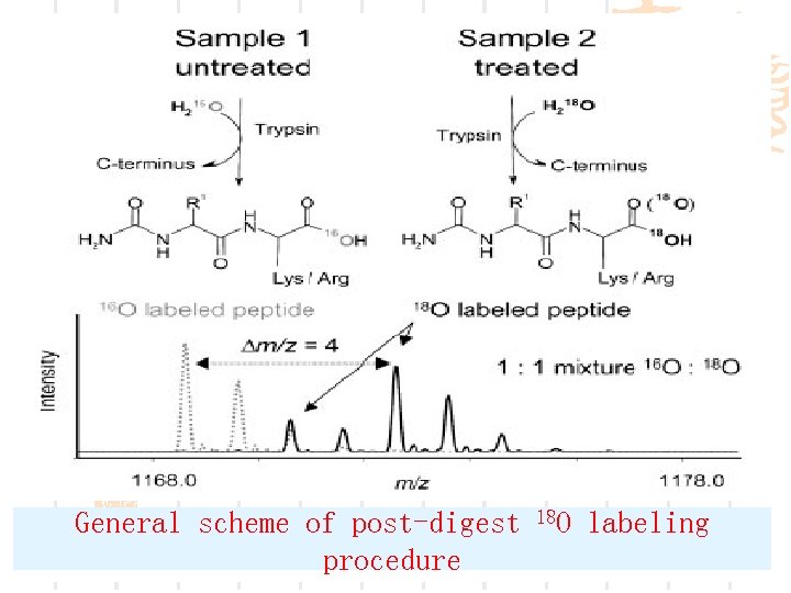 General scheme of post-digest procedure 18 O labeling 