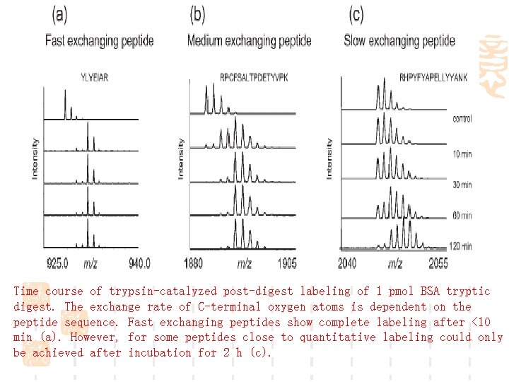 Time course of trypsin-catalyzed post-digest labeling of 1 pmol BSA tryptic digest. The exchange