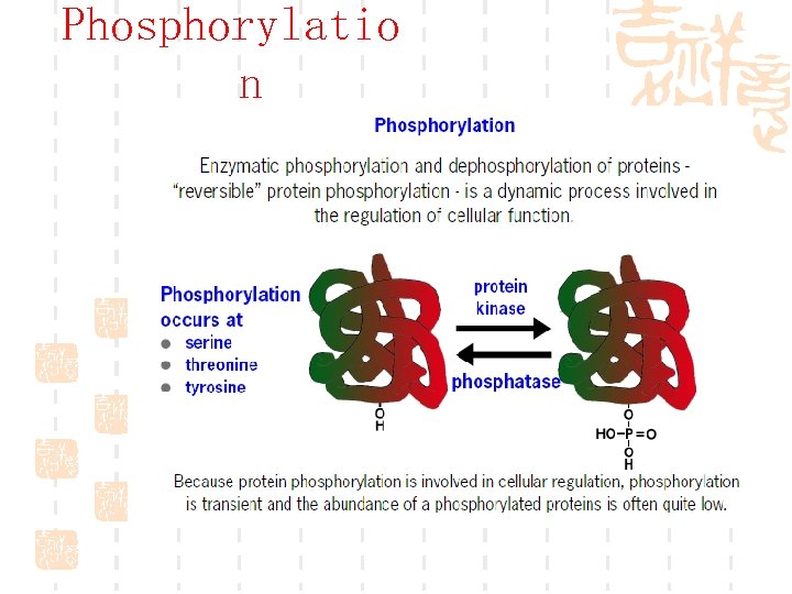 Phosphorylatio n 