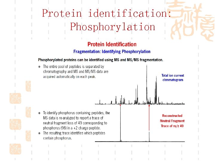 Protein identification: Phosphorylation 
