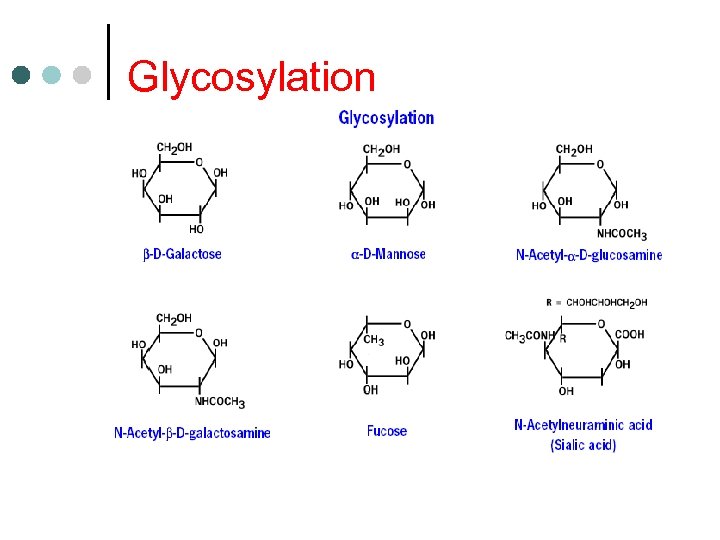 Glycosylation 