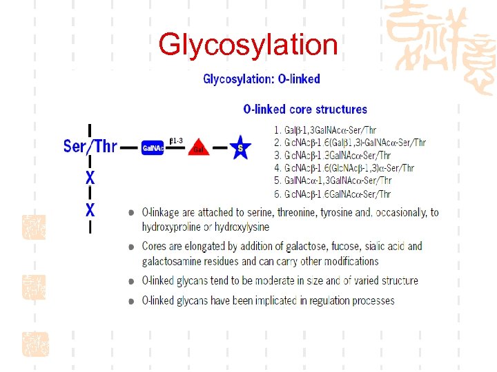 Glycosylation 