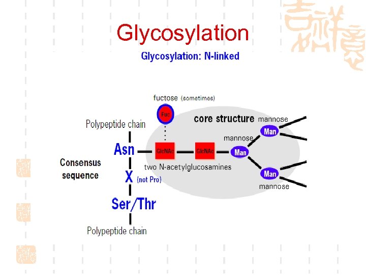 Glycosylation 