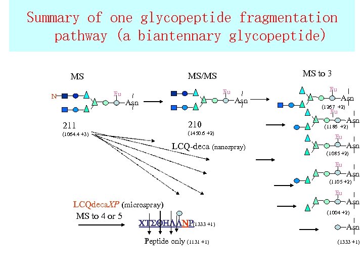 Summary of one glycopeptide fragmentation pathway (a biantennary glycopeptide) Fu Fu Fu N MS