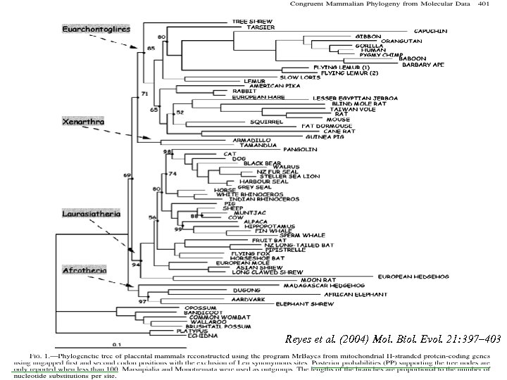 Reyes et al. (2004) Mol. Biol. Evol. 21: 397– 403 