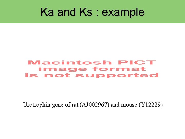 Ka and Ks : example Urotrophin gene of rat (AJ 002967) and mouse (Y