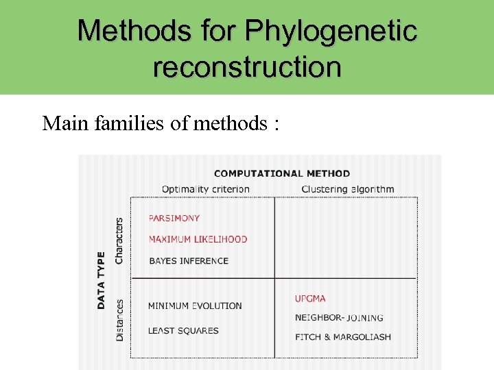 Methods for Phylogenetic reconstruction Main families of methods : 
