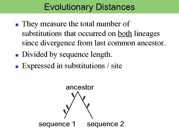 Evolutionary Distances They measure the total number of substitutions that occurred on both lineages