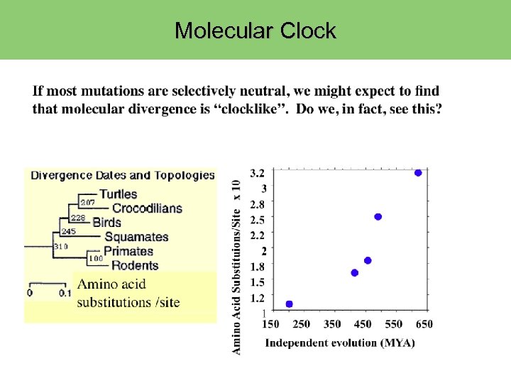 Molecular Clock 