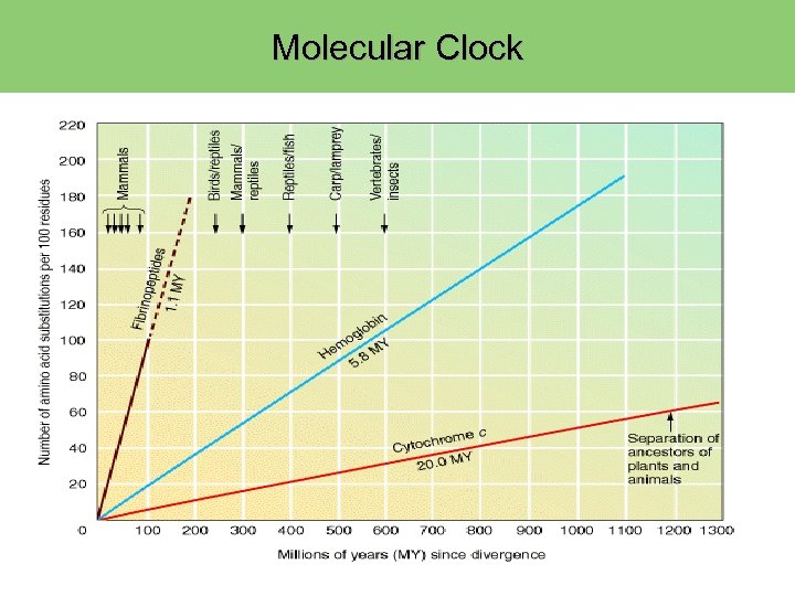 Molecular Clock 