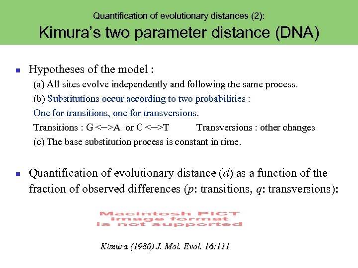 Quantification of evolutionary distances (2): Kimura’s two parameter distance (DNA) Hypotheses of the model