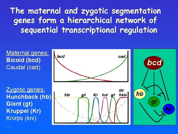 The maternal and zygotic segmentation genes form a hierarchical network of sequential transcriptional regulation