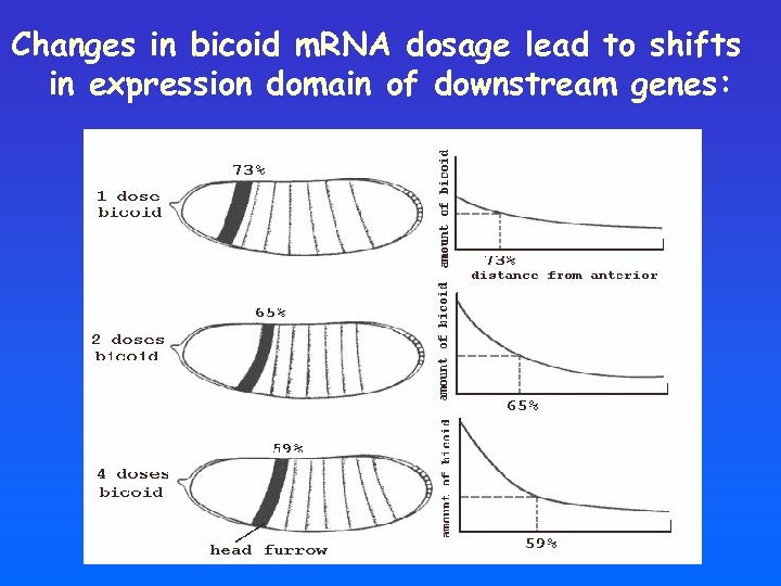 Changes in bicoid m. RNA dosage lead to shifts in expression domain of downstream