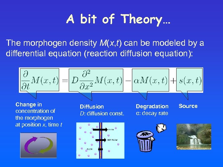 A bit of Theory… The morphogen density M(x, t) can be modeled by a