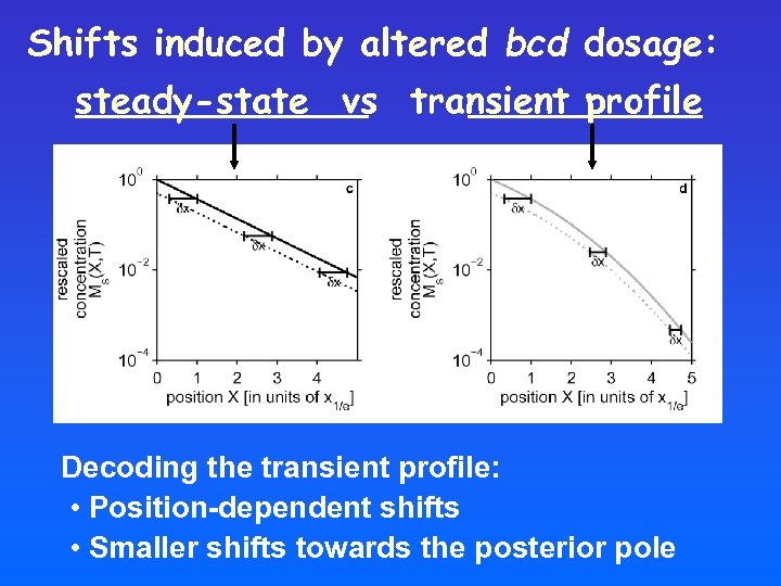 Shifts induced by altered bcd dosage: steady-state vs transient profile Decoding the transient profile: