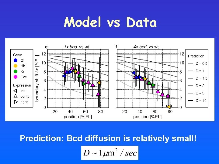 Model vs Data Prediction: Bcd diffusion is relatively small! 