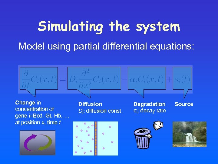 Simulating the system Model using partial differential equations: Change in concentration of gene i=Bcd,
