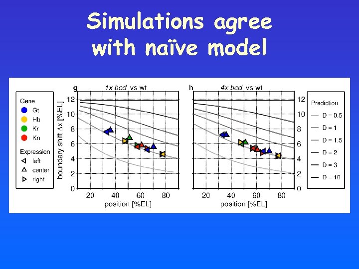Simulations agree with naïve model 