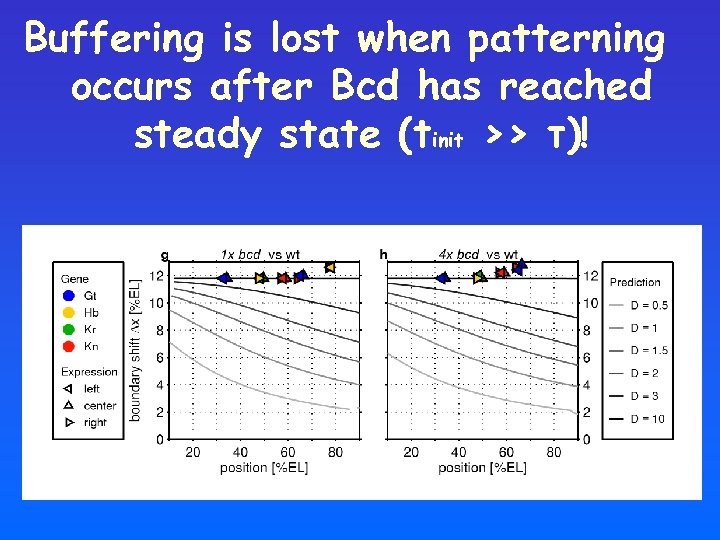Buffering is lost when patterning occurs after Bcd has reached steady state (tinit >>