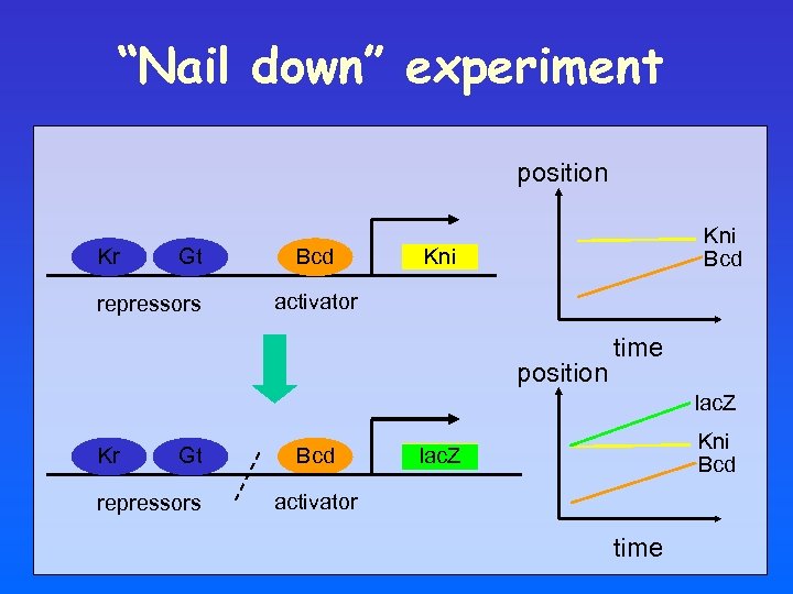 “Nail down” experiment position Kr Gt repressors Bcd Kni activator position time lac. Z