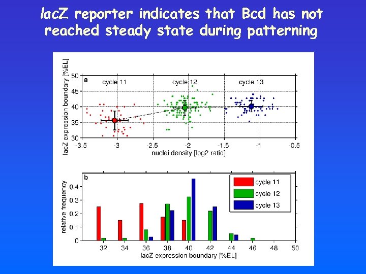 lac. Z reporter indicates that Bcd has not reached steady state during patterning 