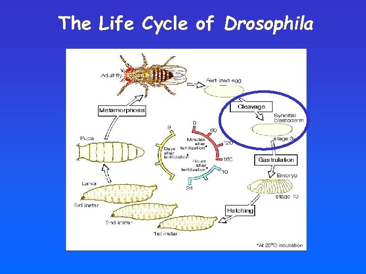 The Life Cycle of Drosophila 