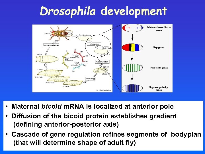 Drosophila development • Maternal bicoid m. RNA is localized at anterior pole • Diffusion