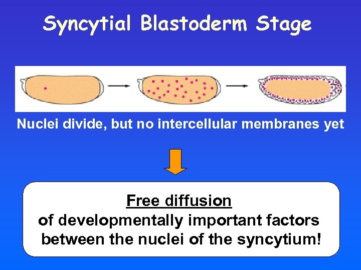 Syncytial Blastoderm Stage Nuclei divide, but no intercellular membranes yet Free diffusion of developmentally