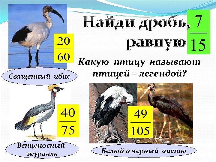 Найди дробь, равную Священный ибис Венценосный журавль Какую птицу называют птицей – легендой? Белый