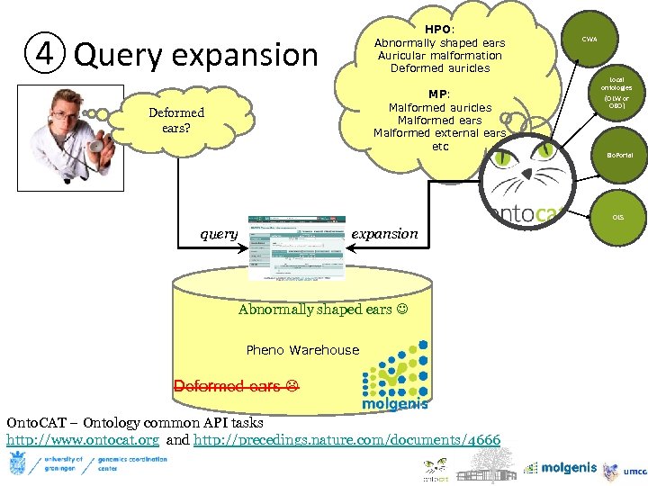 HPO: Abnormally shaped ears Auricular malformation Deformed auricles ④ Query expansion MP: Malformed auricles