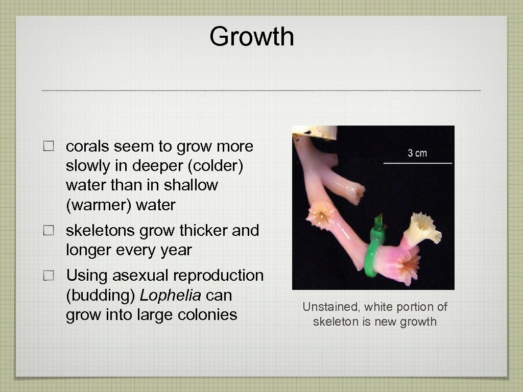 Growth corals seem to grow more slowly in deeper (colder) water than in shallow