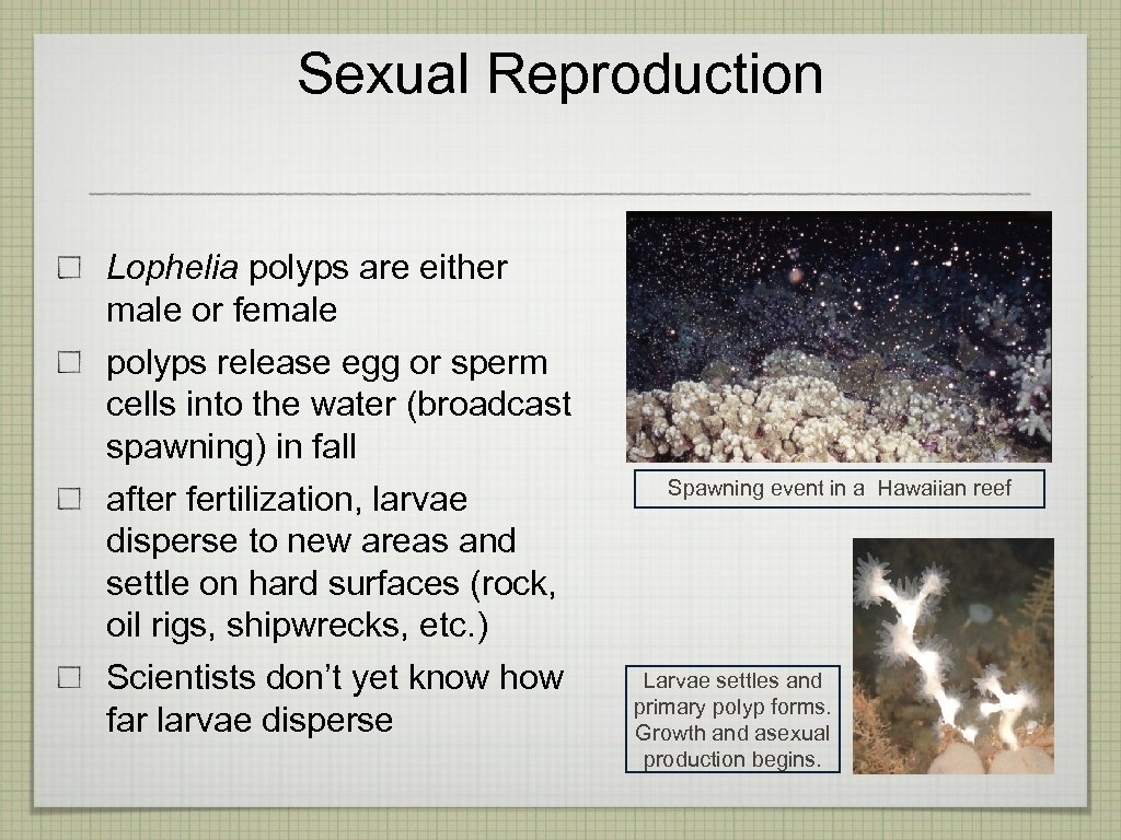 Sexual Reproduction Lophelia polyps are either male or female polyps release egg or sperm